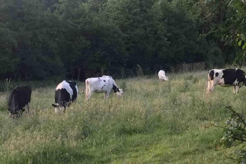 Cottage Normand Avec Sa Grande Piscine Chauffee Toute L Annee Sur Parc Arbore Et Clos En Plein Coeur De La Campagne Adapte Aux Kids Et Dog Friendly Saint-Antonin-de-Sommaire 外观 照片